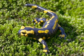 Salamandre Salamandre